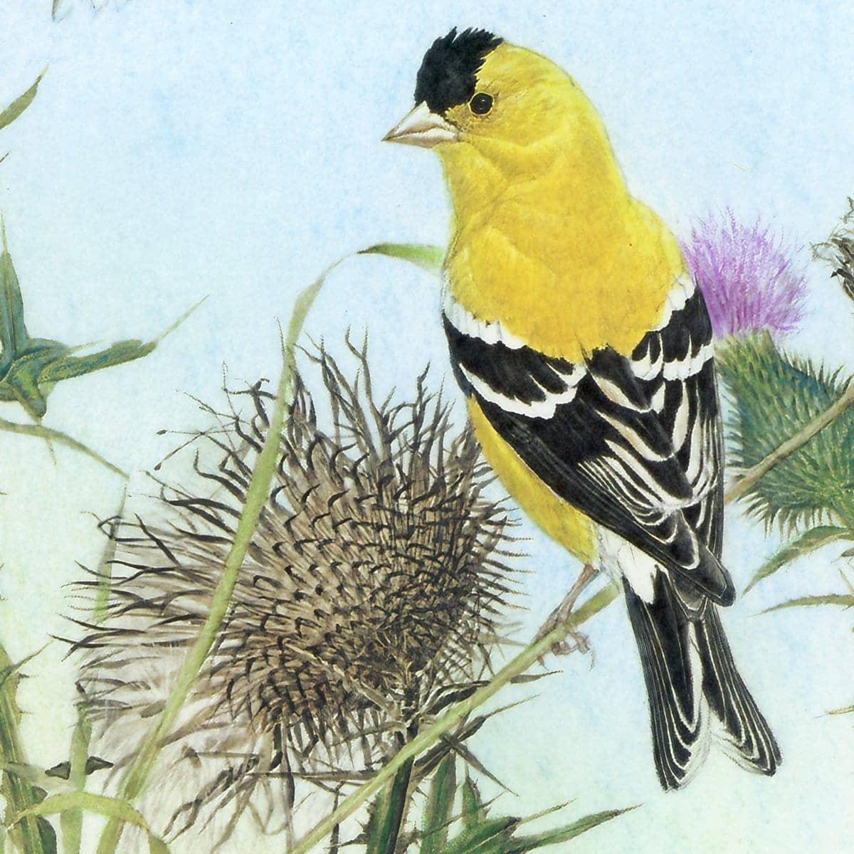 Goldfinches on Thistle - Framed Print | Artwork by Glen Loates