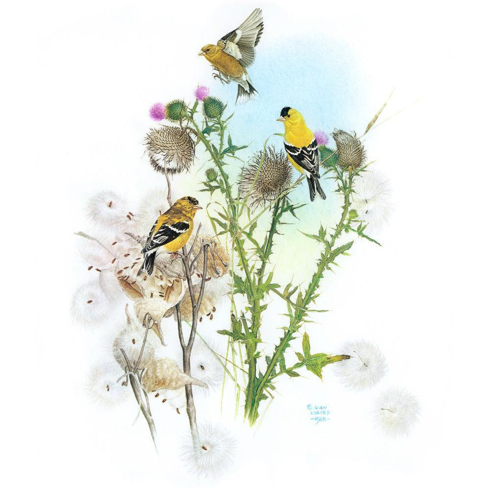 Goldfinches on Thistle - Framed Print | Artwork by Glen Loates