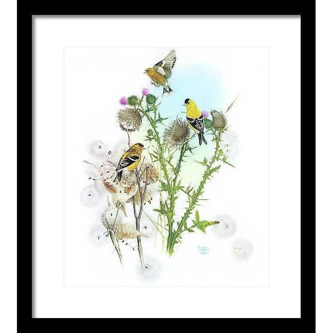 Goldfinches on Thistle - Framed Print | Artwork by Glen Loates