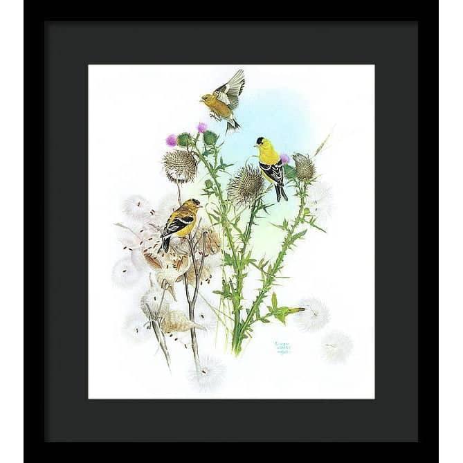 Goldfinches on Thistle - Framed Print | Artwork by Glen Loates