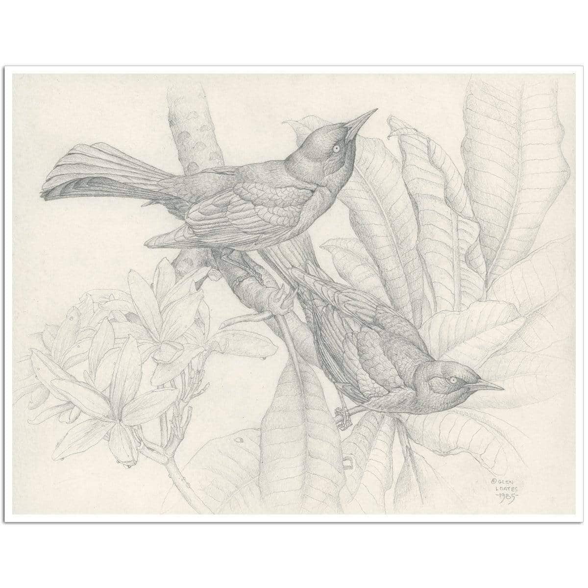Grackles - Art Print | Artwork by Glen Loates