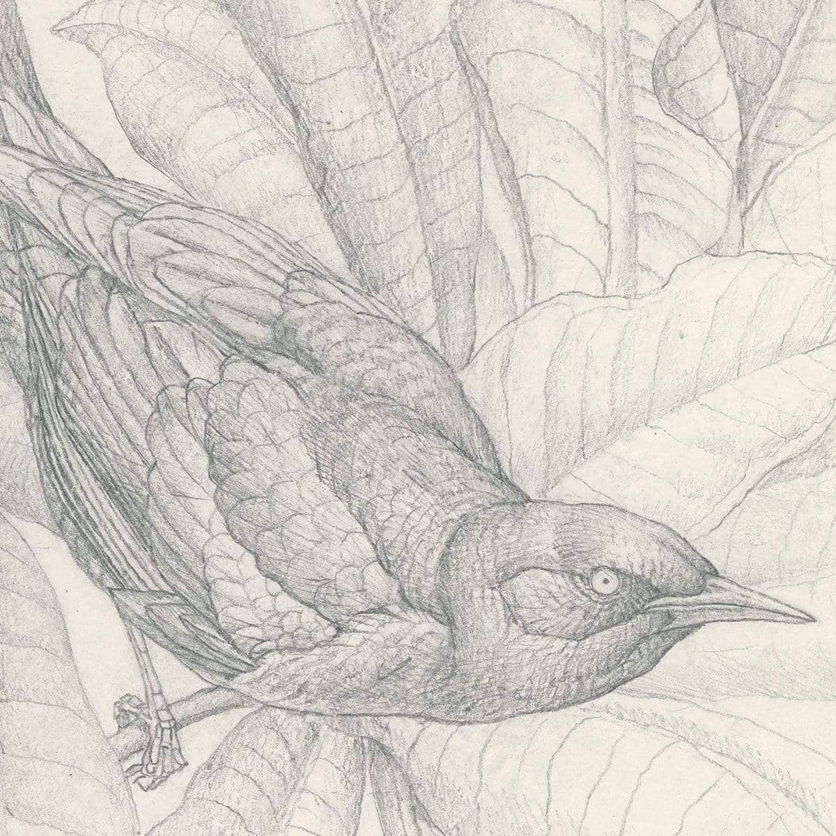 Grackles - Art Print | Artwork by Glen Loates