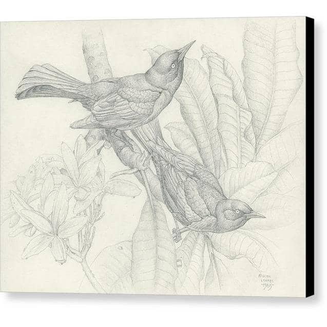 Grackles - Canvas Print | Artwork by Glen Loates