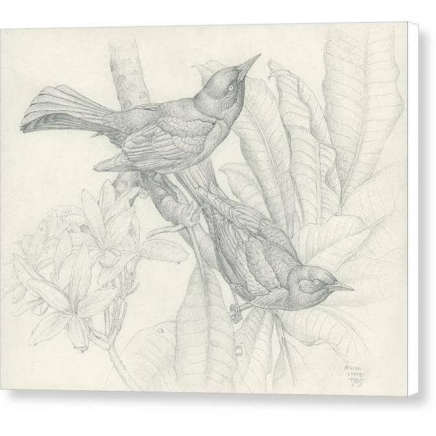 Grackles - Canvas Print | Artwork by Glen Loates