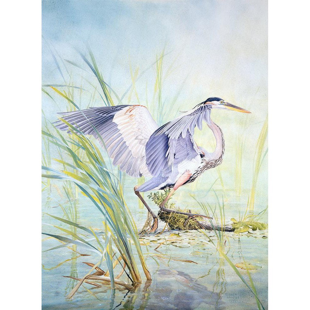 Great Blue Heron - Art Print | Artwork by Glen Loates