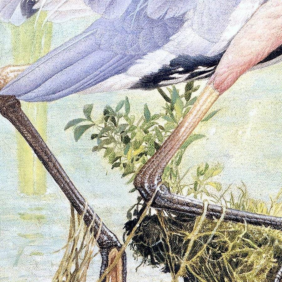 Great Blue Heron - Canvas Print | Artwork by Glen Loates