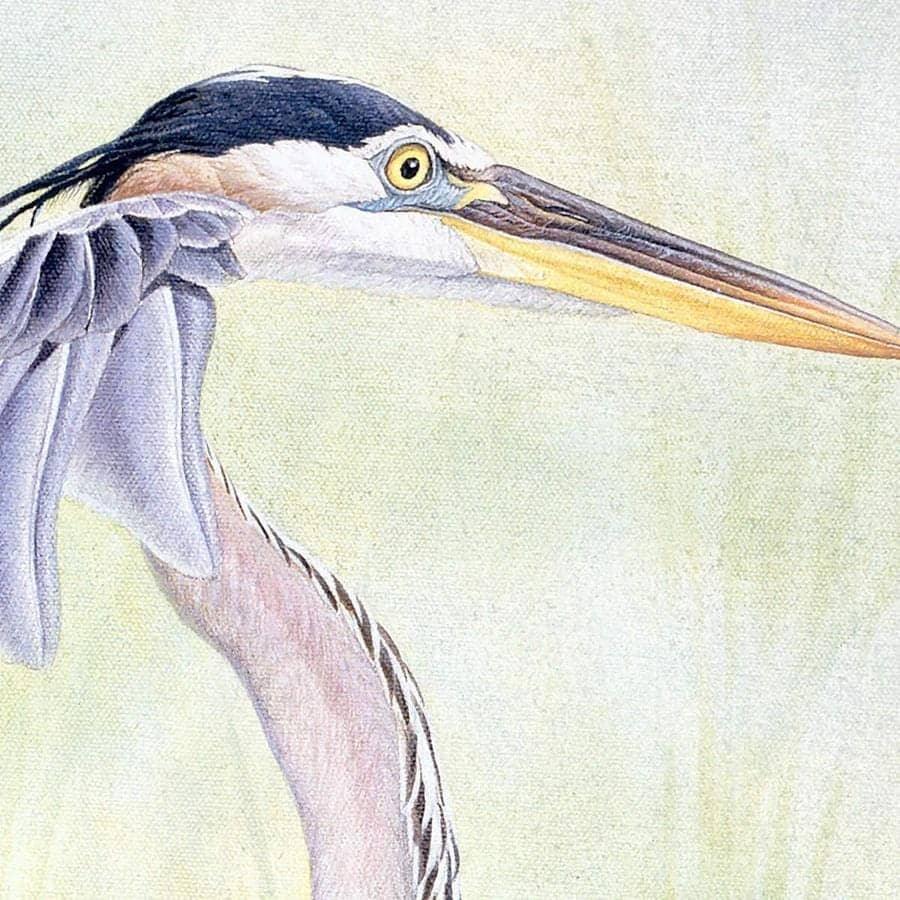Great Blue Heron - Framed Print | Artwork by Glen Loates