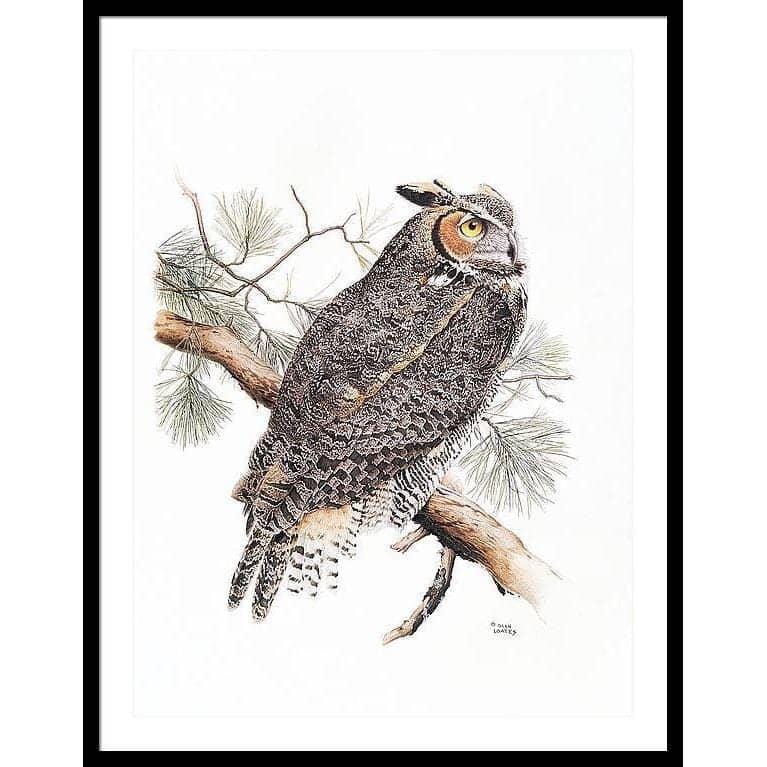 Great-Horned Owl - Framed Print | Artwork by Glen Loates