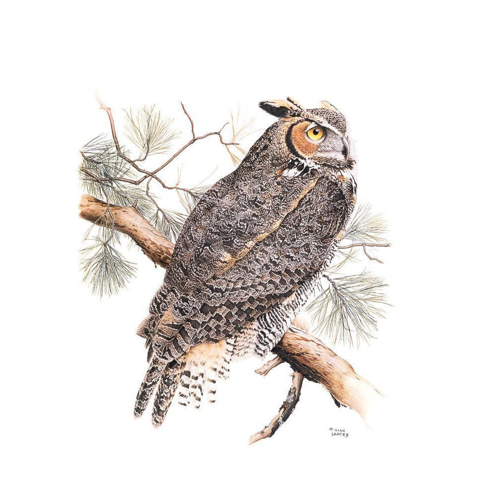 Great-Horned Owl - Framed Print | Artwork by Glen Loates