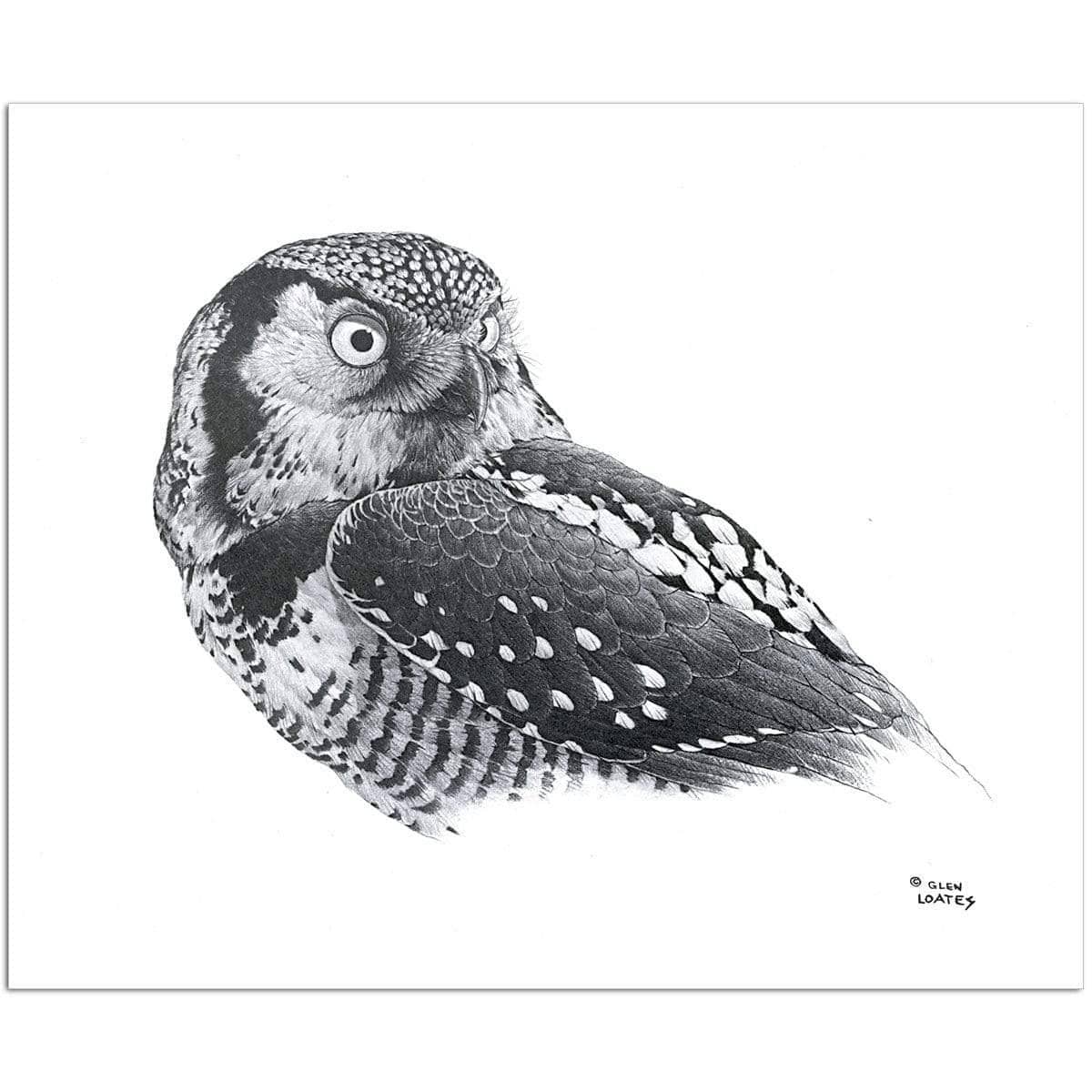 Hawk Owl - Art Print | Artwork by Glen Loates