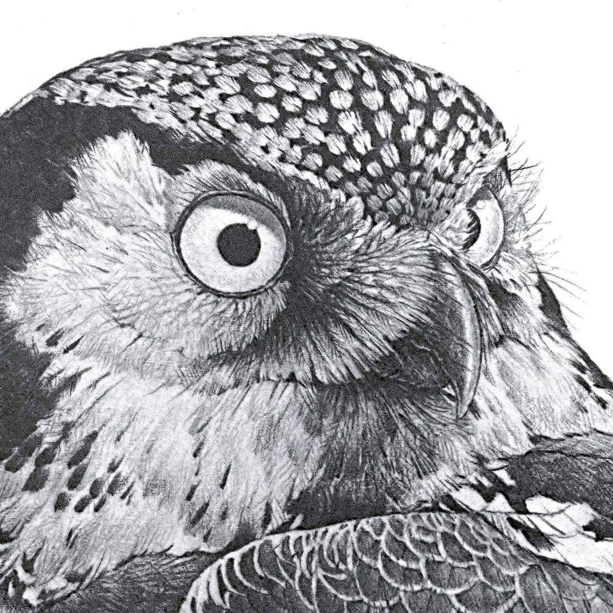 Hawk Owl - Canvas Print | Artwork by Glen Loates