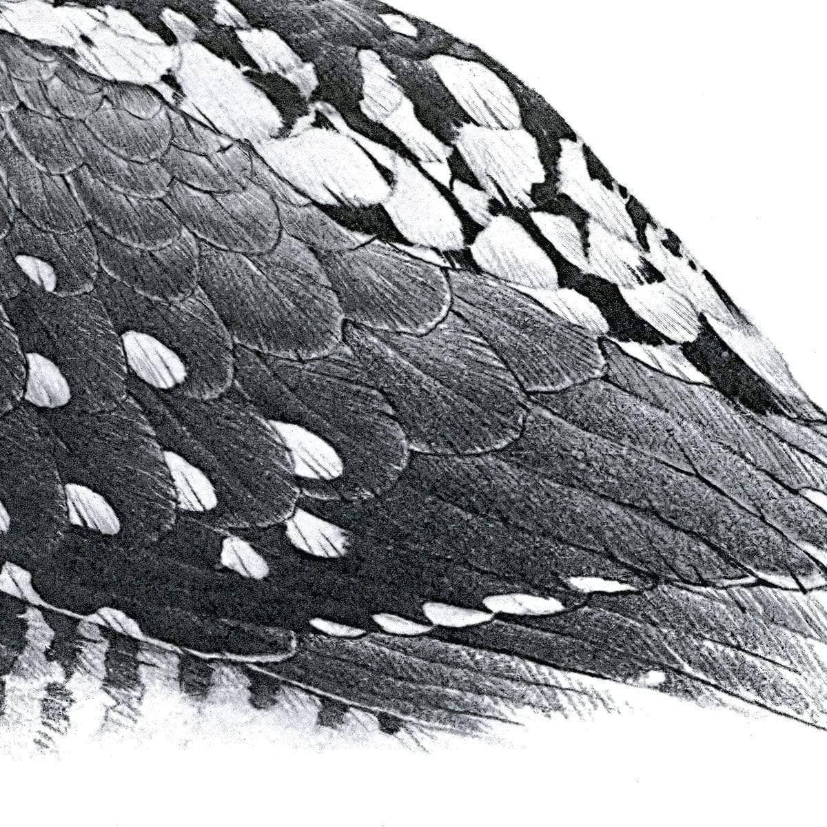 Hawk Owl - Canvas Print | Artwork by Glen Loates
