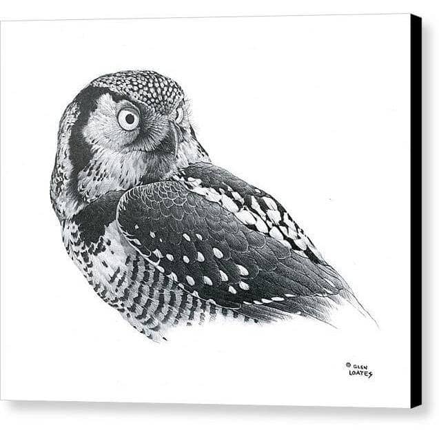 Hawk Owl - Canvas Print | Artwork by Glen Loates