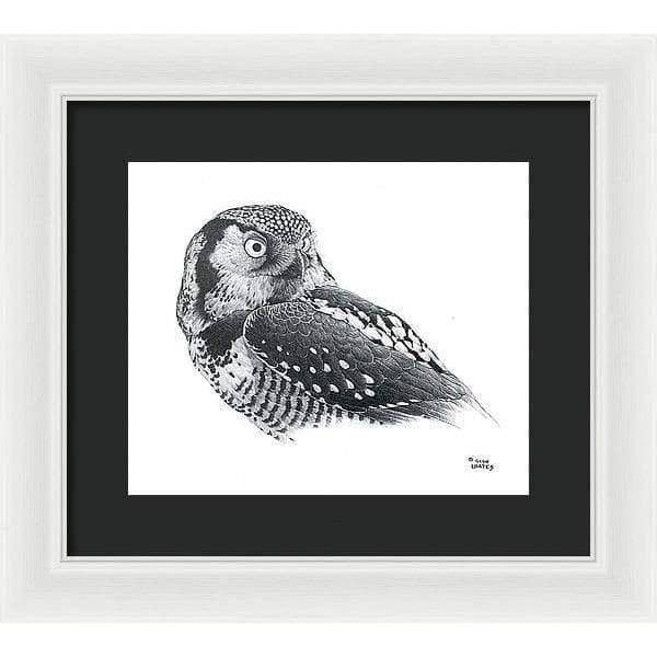 Hawk Owl - Framed Print | Artwork by Glen Loates