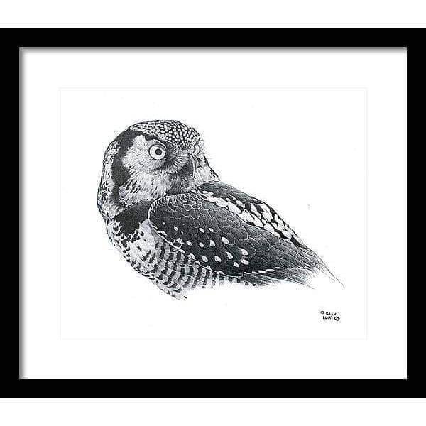 Hawk Owl - Framed Print | Artwork by Glen Loates