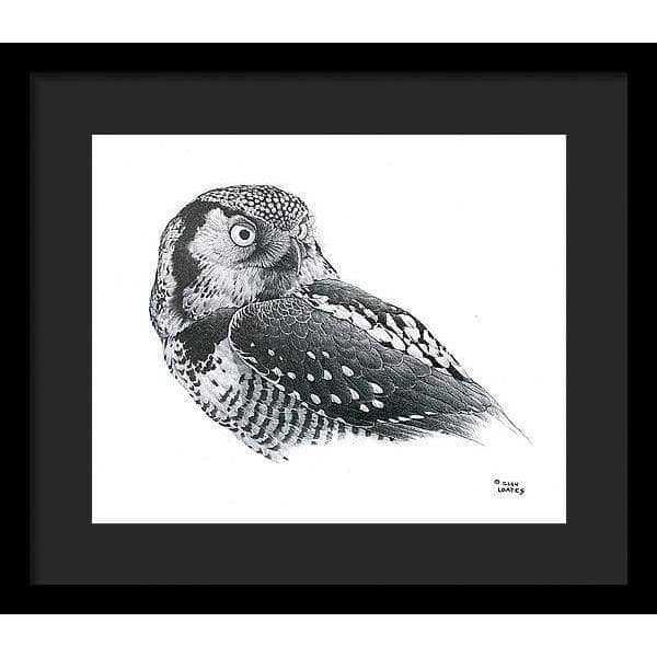 Hawk Owl - Framed Print | Artwork by Glen Loates