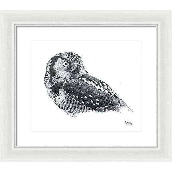 Hawk Owl - Framed Print | Artwork by Glen Loates