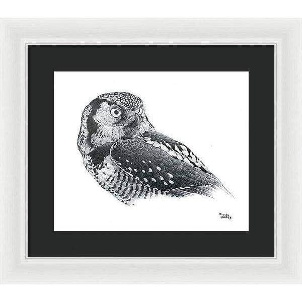 Hawk Owl - Framed Print | Artwork by Glen Loates