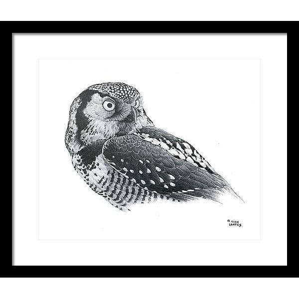 Hawk Owl - Framed Print | Artwork by Glen Loates