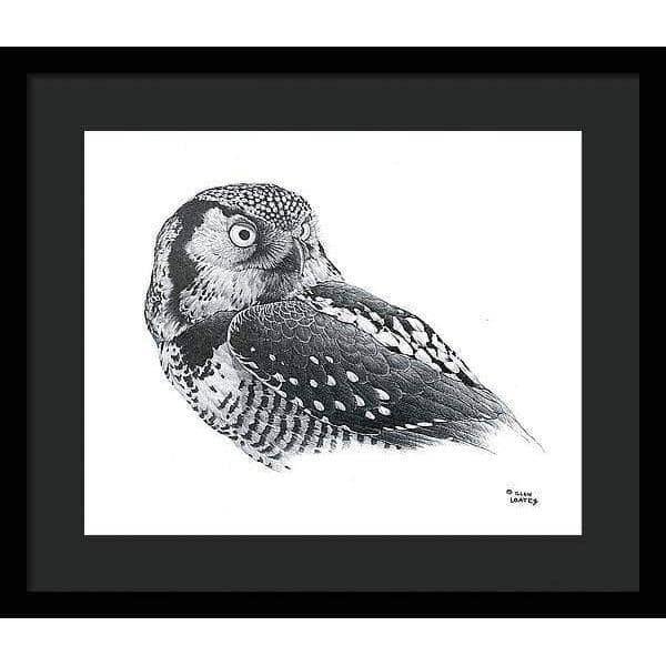 Hawk Owl - Framed Print | Artwork by Glen Loates