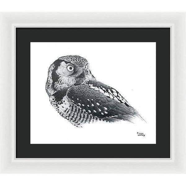 Hawk Owl - Framed Print | Artwork by Glen Loates