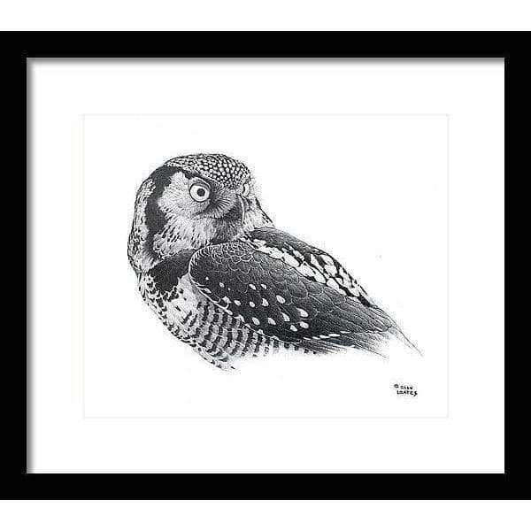 Hawk Owl - Framed Print | Artwork by Glen Loates