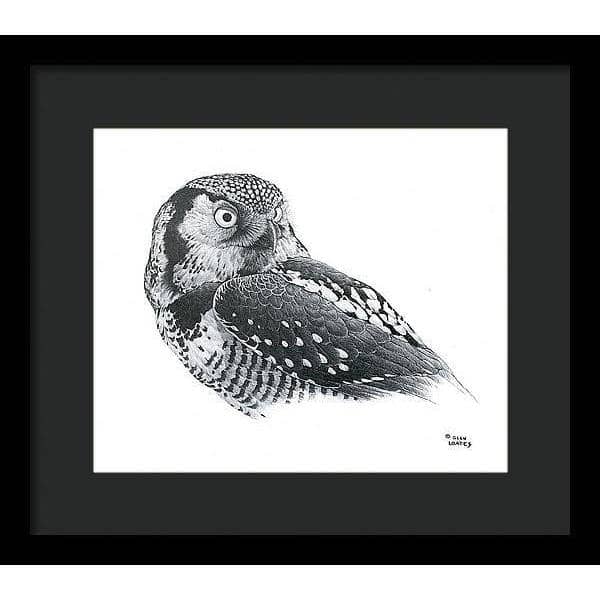 Hawk Owl - Framed Print | Artwork by Glen Loates