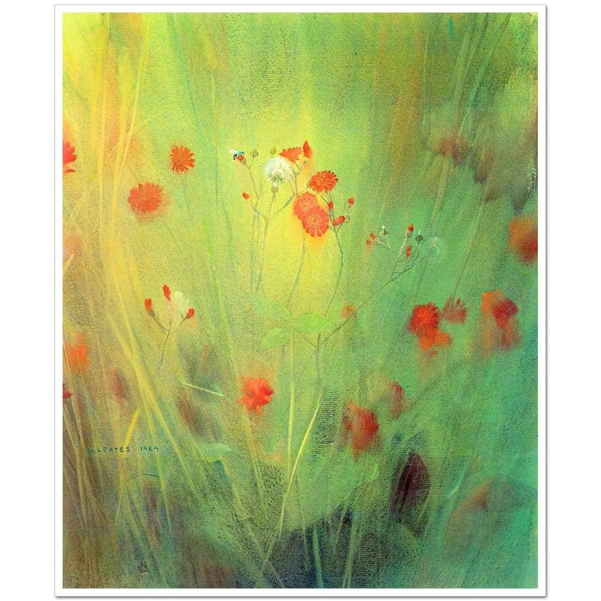 Hawkweed - Art Print | Artwork by Glen Loates