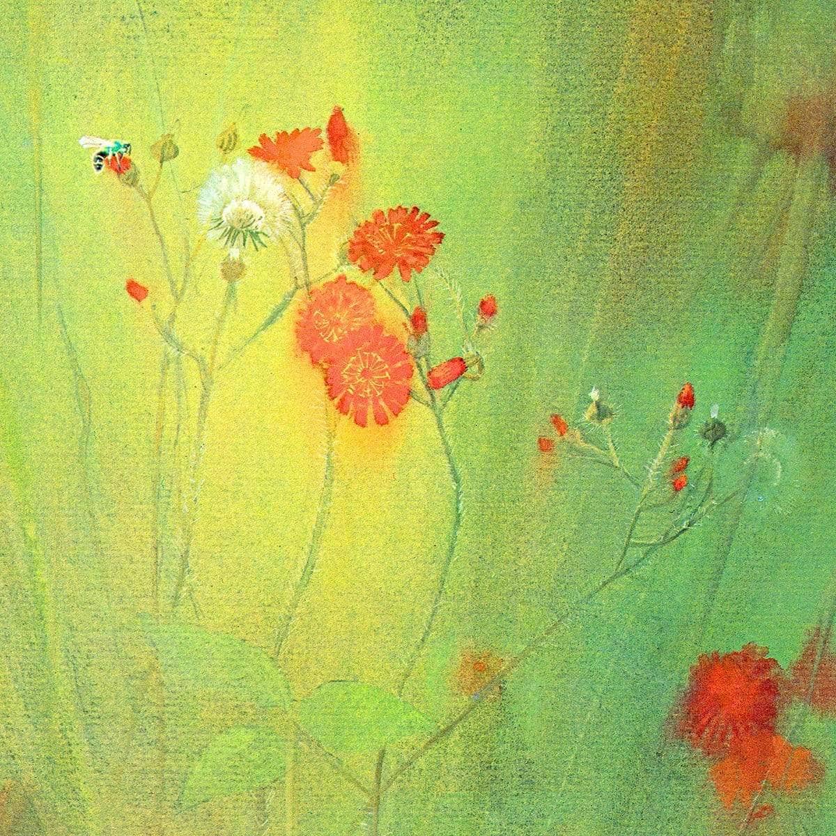 Hawkweed - Canvas Print | Artwork by Glen Loates