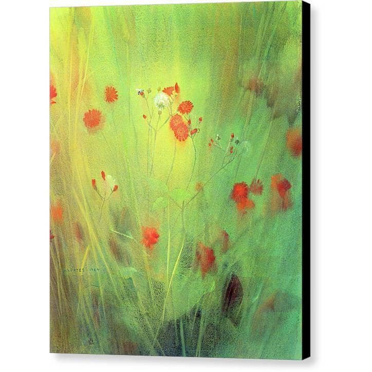 Hawkweed - Canvas Print | Artwork by Glen Loates
