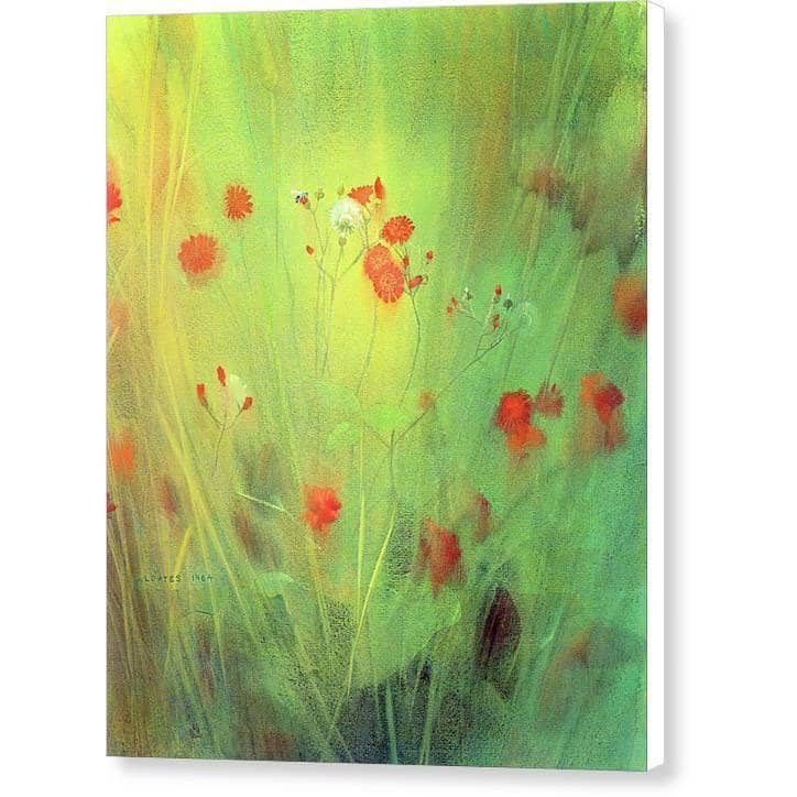 Hawkweed - Canvas Print | Artwork by Glen Loates