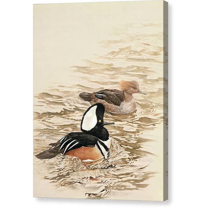 Hooded Mergansers - Canvas Print | Artwork by Glen Loates