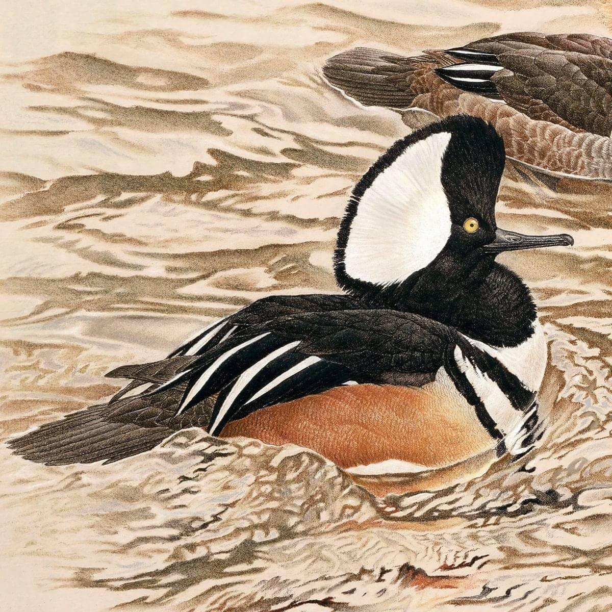 Hooded Mergansers - Canvas Print | Artwork by Glen Loates