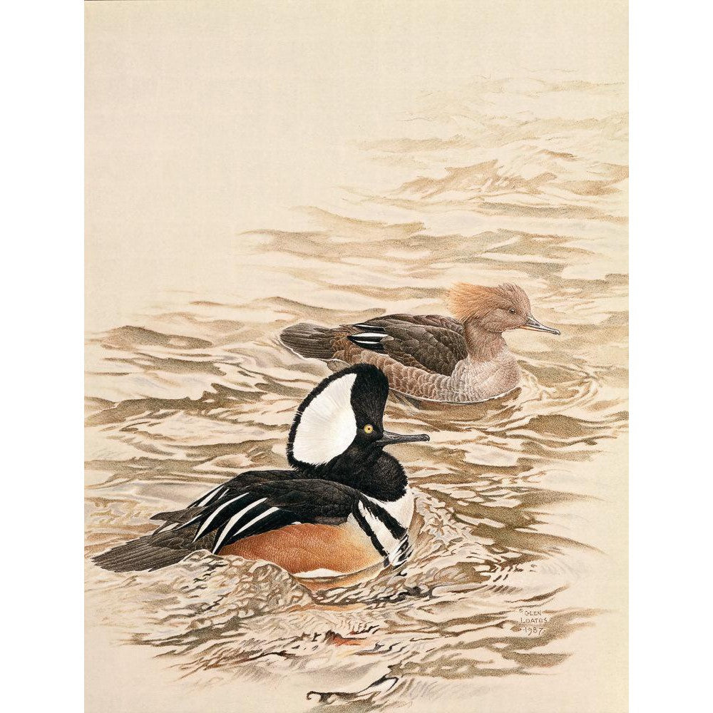 Hooded Mergansers - Canvas Print | Artwork by Glen Loates