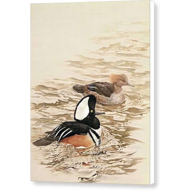 Hooded Mergansers - Canvas Print | Artwork by Glen Loates