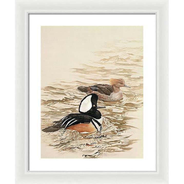 Hooded Mergansers - Framed Print | Artwork by Glen Loates