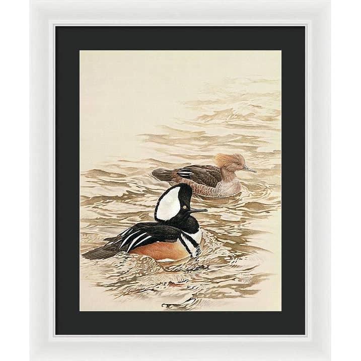 Hooded Mergansers - Framed Print | Artwork by Glen Loates