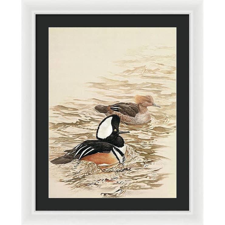 Hooded Mergansers - Framed Print | Artwork by Glen Loates