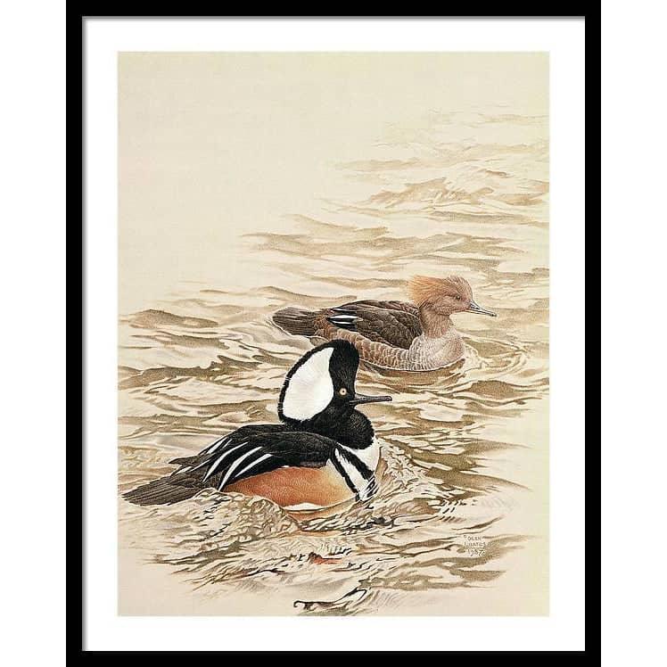 Hooded Mergansers - Framed Print | Artwork by Glen Loates