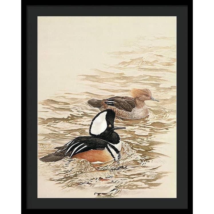 Hooded Mergansers - Framed Print | Artwork by Glen Loates