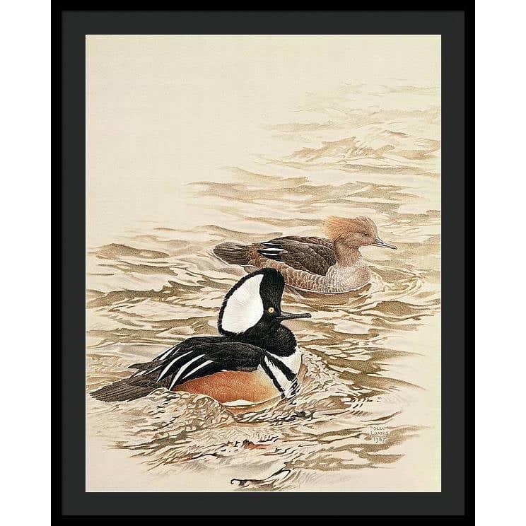Hooded Mergansers - Framed Print | Artwork by Glen Loates