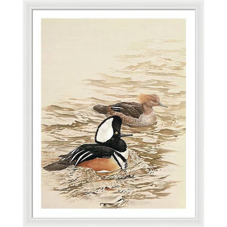 Hooded Mergansers - Framed Print | Artwork by Glen Loates