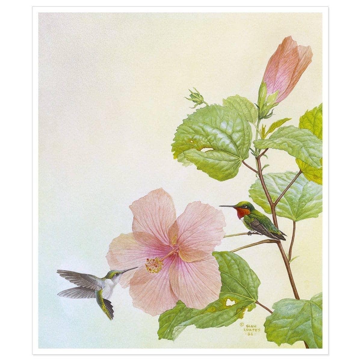 Hummingbirds And Hibiscus - Art Print | Artwork by Glen Loates