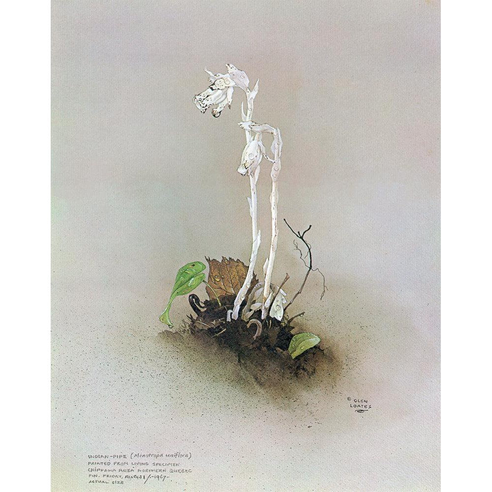 Indian Pipe - Canvas Print | Artwork by Glen Loates