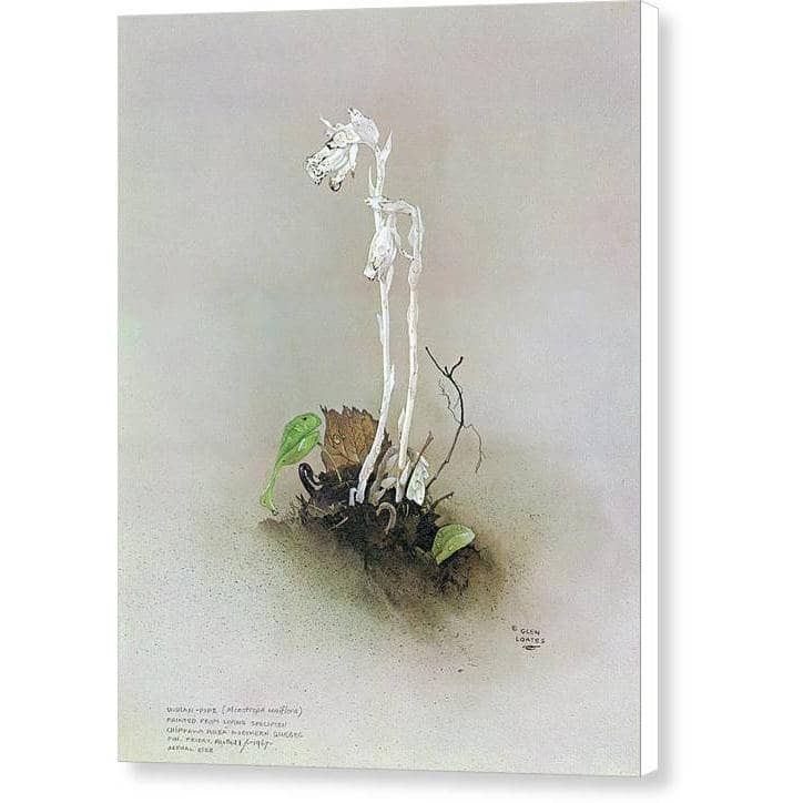 Indian Pipe - Canvas Print | Artwork by Glen Loates