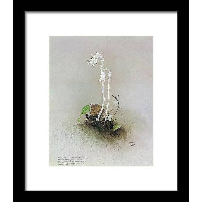 Indian Pipe - Framed Print | Artwork by Glen Loates