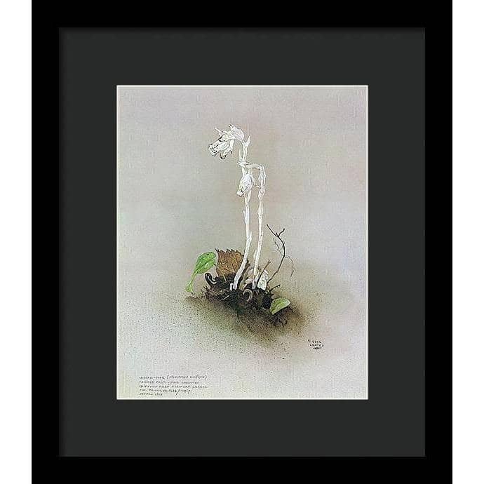 Indian Pipe - Framed Print | Artwork by Glen Loates