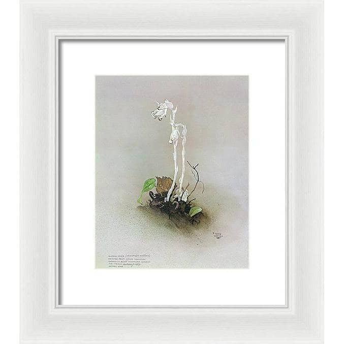 Indian Pipe - Framed Print | Artwork by Glen Loates