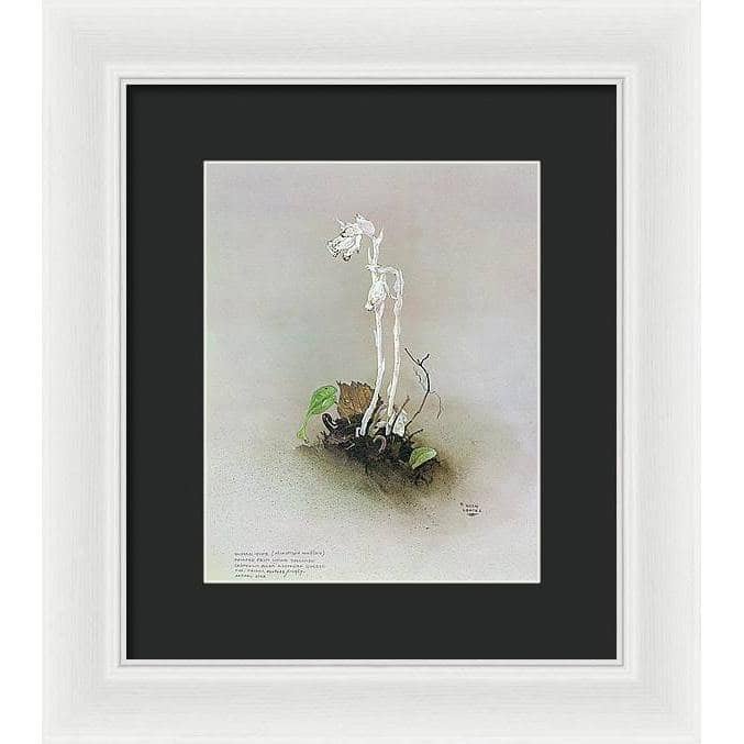 Indian Pipe - Framed Print | Artwork by Glen Loates