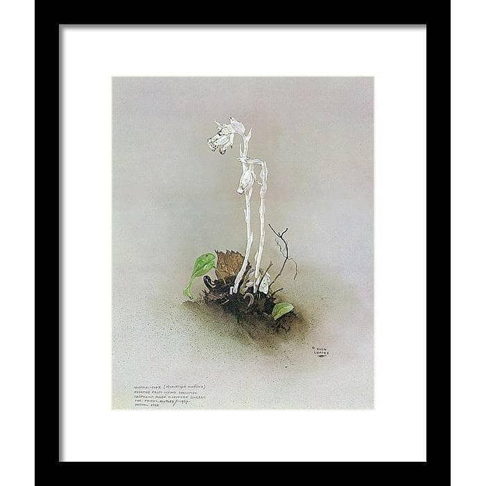 Indian Pipe - Framed Print | Artwork by Glen Loates